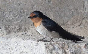 Pacific Swallow