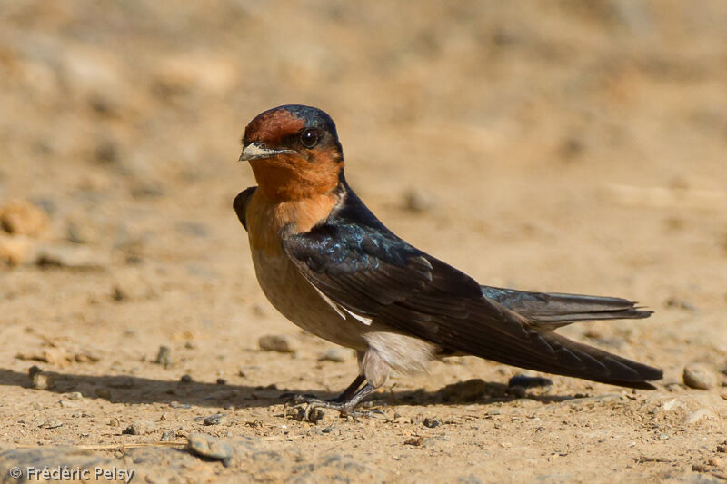 Hirondelle de Javaadulte