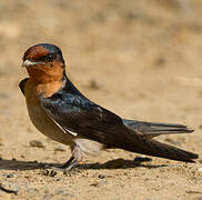 Pacific Swallow