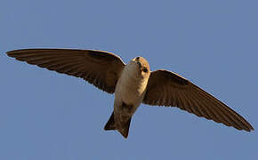 Pale Crag Martin