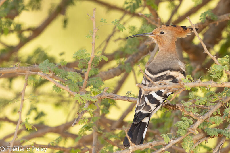 Eurasian Hoopoe