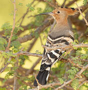 Eurasian Hoopoe