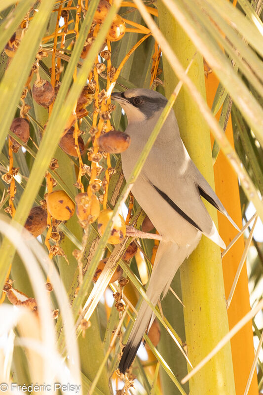 Hypocolius gris mâle, mange