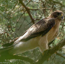 Aigle botté