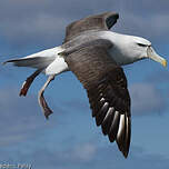 Albatros à cape blanche