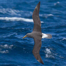 Albatros des Chatham