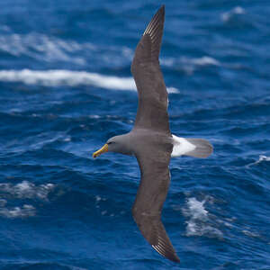 Albatros des Chatham