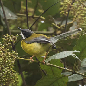 Apalis à gorge noire