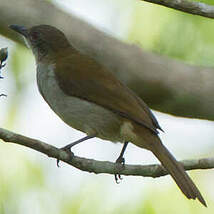 Bulbul à bec grêle