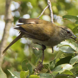 Bulbul à bec grêle