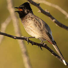 Bulbul à ventre rouge