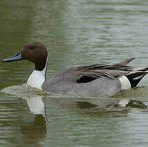 Canard pilet