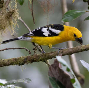 Cardinal à tête jaune