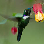 Colibri à collier blanc