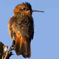 Colibri étincelant