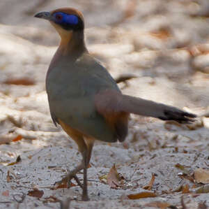 Coua à tête rousse