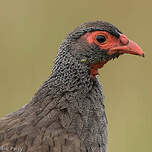 Francolin à gorge rouge