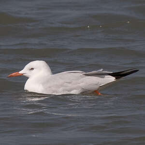 Goéland Railleur Chroicocephalus Genei