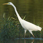 Grande Aigrette