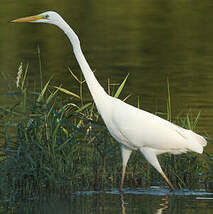 Grande Aigrette