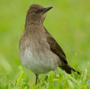 Merle à Bec Noir Turdus Ignobilis