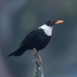 Merle à Collier Blanc Turdus Albocinctus