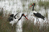 Jabiru d'Afrique