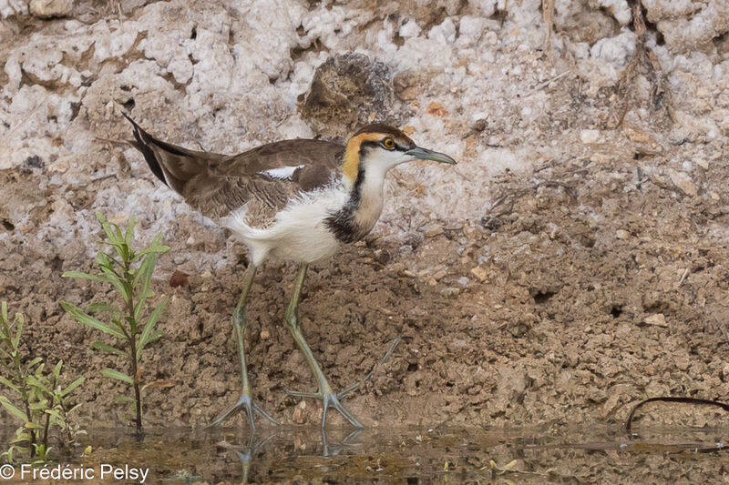 Jacana à longue queue