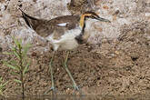 Jacana à longue queue