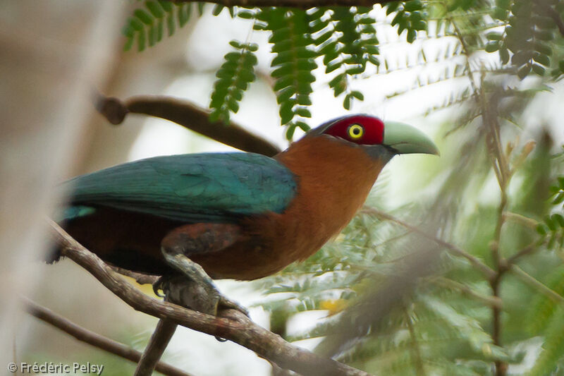 Chestnut-breasted Malkohaadult, close-up portrait