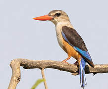 Grey-headed Kingfisher