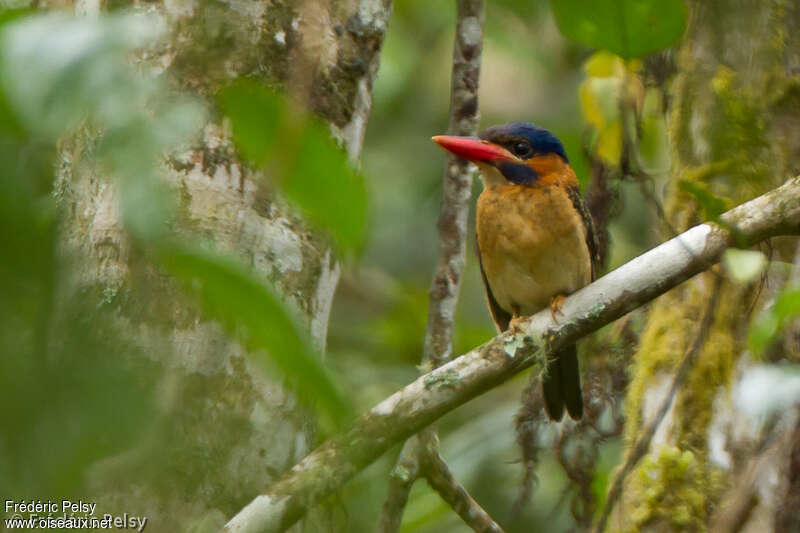 Hombron's Kingfisher male adult, identification