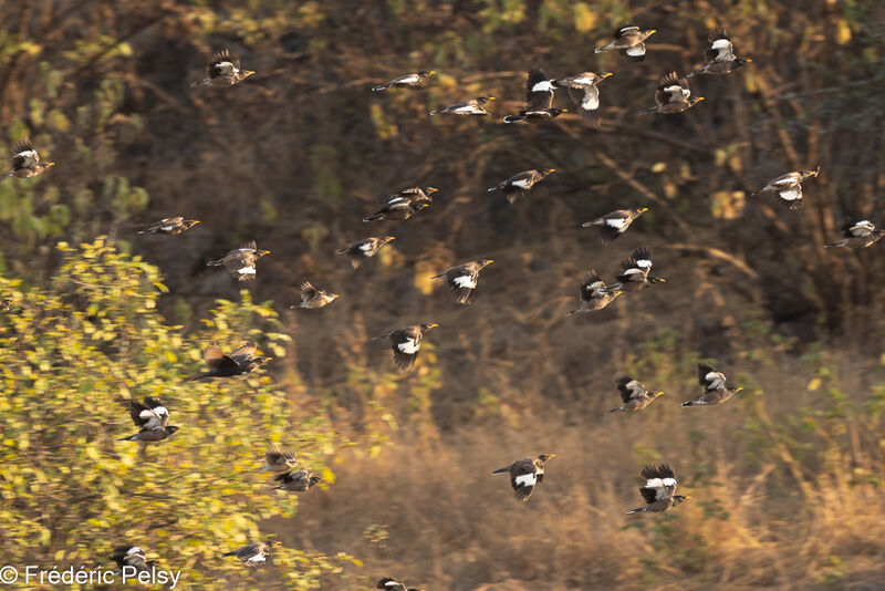 Common Myna, Flight