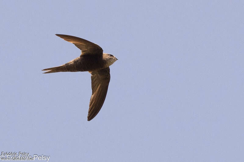 Forbes-Watson's Swift