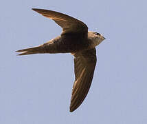 Forbes-Watson's Swift