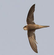 Forbes-Watson's Swift