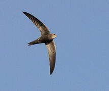 Pallid Swift