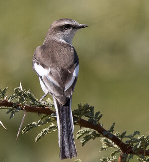 Minivet à ventre blanc