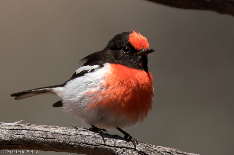 Red-capped Robin male adult