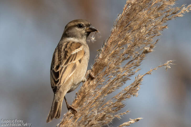 Sind Sparrow female adult, identification