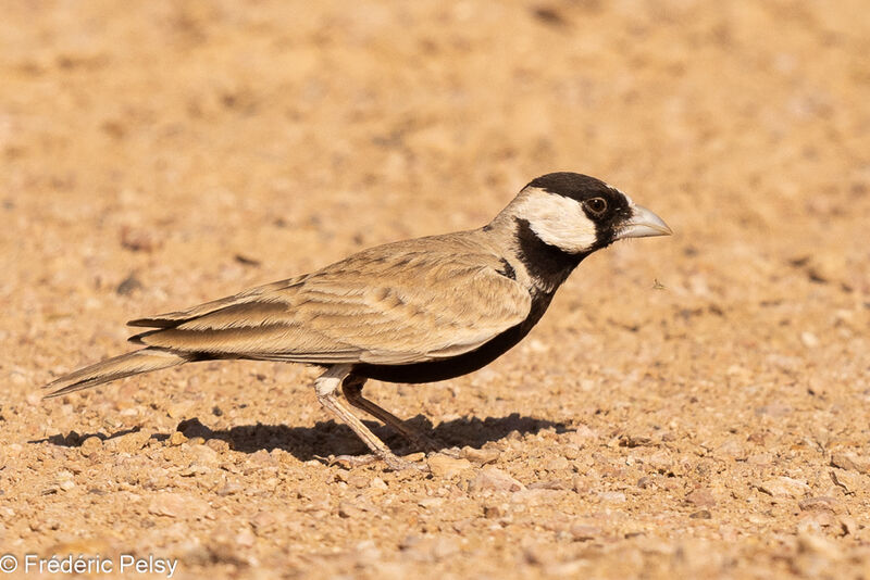 Black-crowned Sparrow-Lark