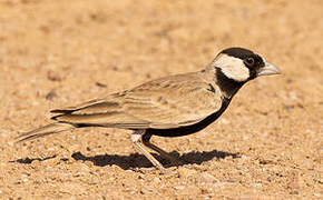 Black-crowned Sparrow-Lark