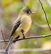 Ochraceous Pewee