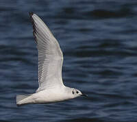 Mouette de Bonaparte