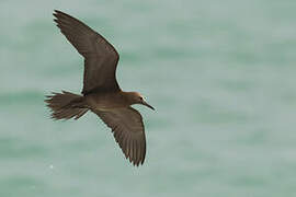 Brown Noddy