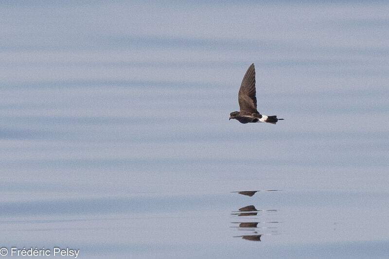 Wilson's Storm Petrel