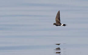 Wilson's Storm Petrel