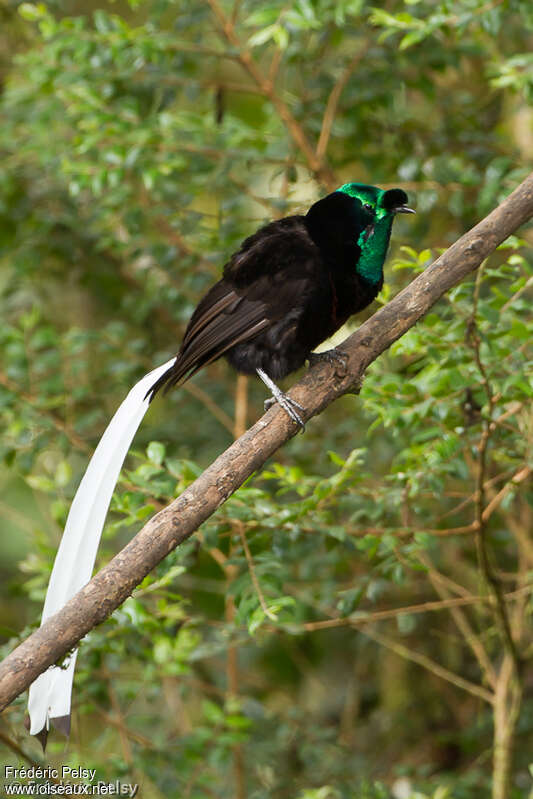 Ribbon-tailed Astrapia male adult post breeding, identification