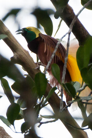 Greater Bird-of-paradise - Paradisaea apoda