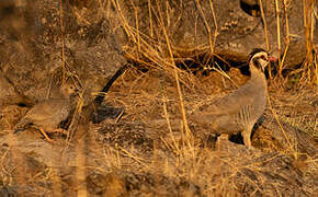 Arabian Partridge